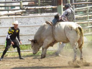 28 bull riding (Anahim Lake Stampede 2015)