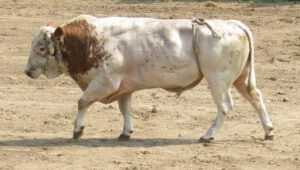 29 done for the day (Anahim Lake Stampede 2015)