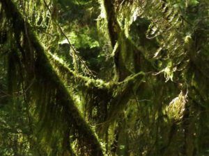 3 abstract forest (Heatwave Continues)