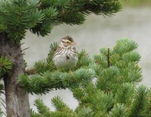 3b savannah sparrow (Nuk Tessli – North Pass Lake)