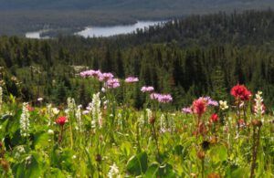 4 daisies and lake (Nuk Tessli – The North Ridge Meadows)