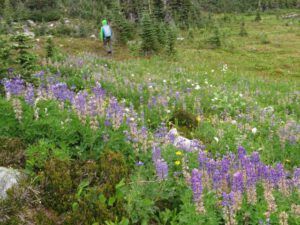 4 lupins (Nuk Tessli – North Pass Lake)