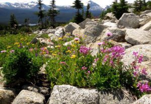 5 Mt fireweed (Nuk Tessli – The North Ridge Meadows)