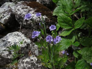 5 alpine speedwell 2 (Nuk Tessli – North Pass Lake)
