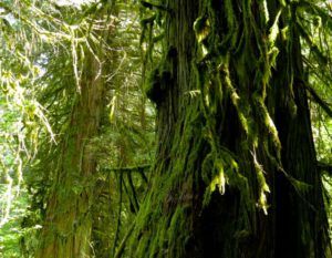 5 forest 2 (Heatwave Continues)