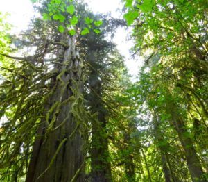 6 forest 3 (Heatwave Continues)