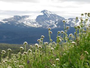 6 valerian and wild. (Nuk Tessli – North Pass Lake)