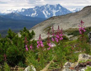 6a 2 ll fireweed (Nuk Tessli – The North Ridge Meadows)