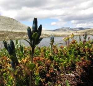 7 inky gentian (Nuk Tessli – The North Ridge Meadows)