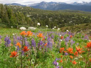 7 lupin and paintbrush (Nuk Tessli – North Pass Lake)