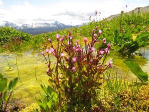 7a 1 alpine willowherb (Nuk Tessli – The North Ridge Meadows)