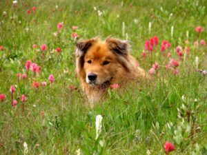 7a harry (Nuk Tessli – North Pass Lake)