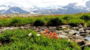 8 1 panorama (Nuk Tessli – The North Ridge Meadows)