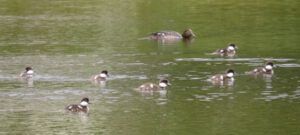 8 goldeneyes (Nuk Tessli – North Pass Lake)