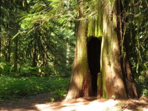 8 holloe tree 1 (Heatwave Continues)