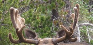9 moose horns (Nuk Tessli – North Pass Lake)