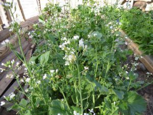 IMG_4539 (Heatwave Continues)