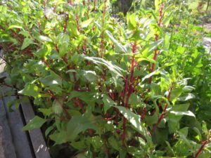 IMG_4540 (Heatwave Continues)