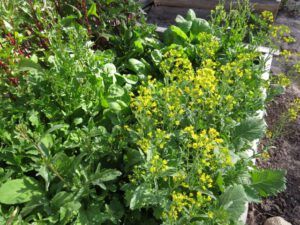 IMG_4542 (Heatwave Continues)