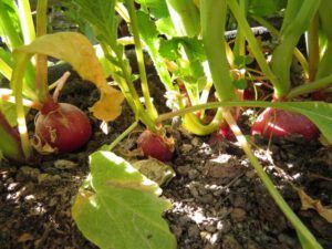 IMG_4543 (Heatwave Continues)