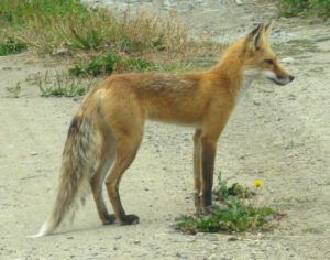 1 fox profile (Bits And Pieces at Ginty Creek.)