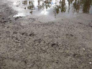 11 bear prints (More Bits and Pieces at Ginty Creek.)