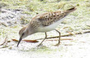 12 sandpiper (Bits And Pieces at Ginty Creek.)
