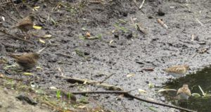 13 sanpiper and fox sparrow (Bits And Pieces at Ginty Creek.)