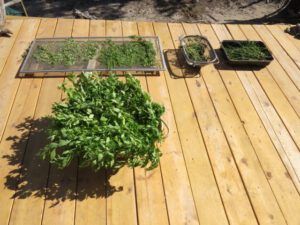 17 drying herbs (More Bits and Pieces at Ginty Creek.)