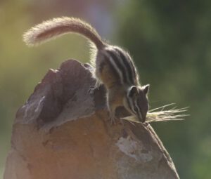 19 chipmunk 2 (More Bits and Pieces at Ginty Creek.)