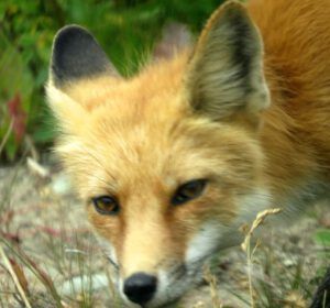 3 fox close (Bits And Pieces at Ginty Creek.)