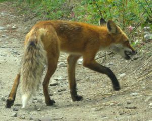 4 fox with meal (Bits And Pieces at Ginty Creek.)