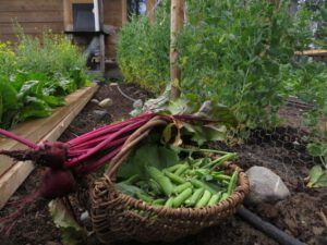 5 garden (Bits And Pieces at Ginty Creek.)