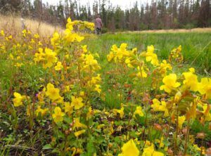 8 monkey flower 1 (More Bits and Pieces at Ginty Creek.)