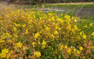 9 monkeyflower 2 (More Bits and Pieces at Ginty Creek.)