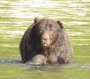 11 bear 2 (Jimmy’s Last Weeks at Ginty Creek)