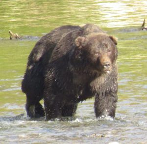 12 bear 3 (Jimmy’s Last Weeks at Ginty Creek)