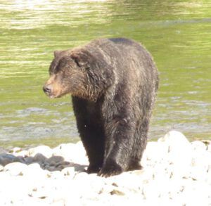 13 bear 4 (Jimmy’s Last Weeks at Ginty Creek)