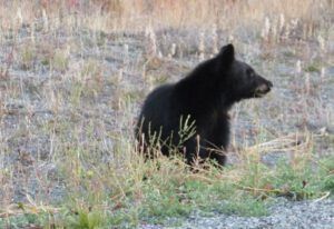 13 bear MG_6171 (Suddenly, It’s Fall.)
