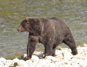 14 bear 5 (Jimmy’s Last Weeks at Ginty Creek)