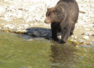 15 bear 6 (Jimmy’s Last Weeks at Ginty Creek)