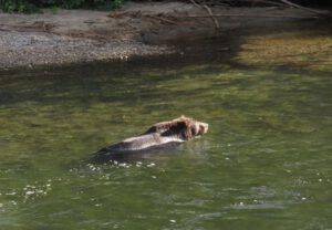 16 bear 7 (Jimmy’s Last Weeks at Ginty Creek)