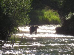 17 bear 8 (Jimmy’s Last Weeks at Ginty Creek)