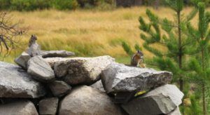 23 chipmunks (Nehemiah Aftermath.)