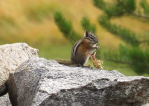 24 lone chipmunk (Nehemiah Aftermath.)