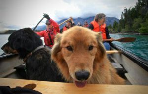 3 dog in canoe 2 (Nehemiah Aftermath.)