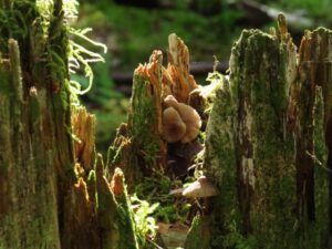 6 mushroom in stump (Jimmy’s Last Weeks at Ginty Creek)