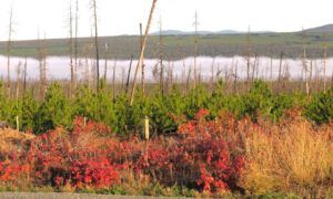 8 town 5 IMG_6160 (Suddenly, It’s Fall.)