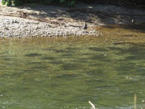 9 salmon in river (Jimmy’s Last Weeks at Ginty Creek)