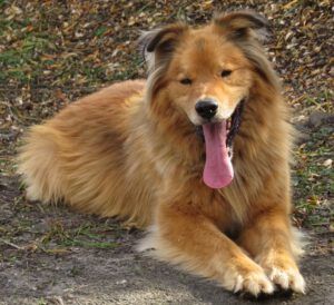 1 hot harry (A Last Burst of Fall)